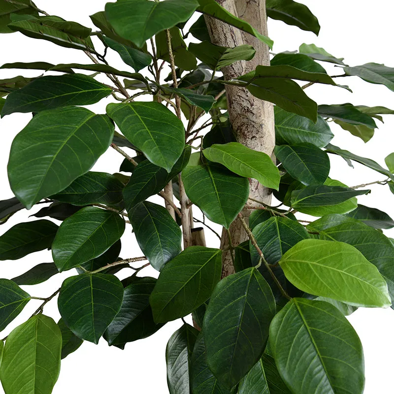 Banyan Tree w/Natural Trunk 8'