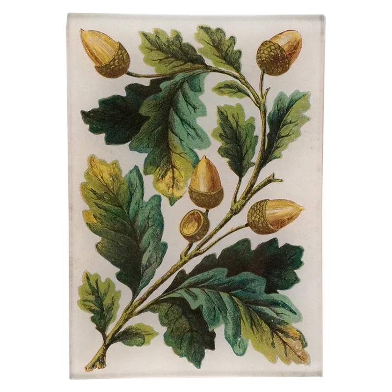 John Derian 'Acorn Bunch' 4.5 x 6.5" Tray