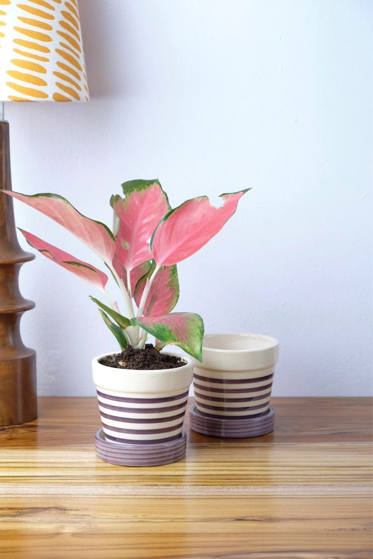 Stripe Lavender Pink Herb Planter (Set Of 2)